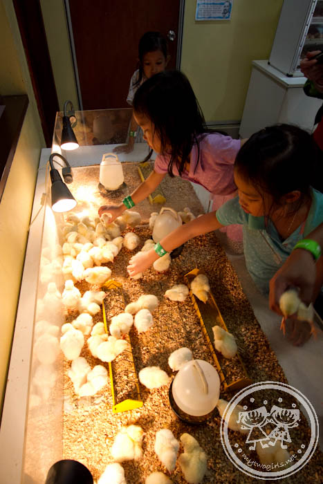 KL Bird Park - Hatchling